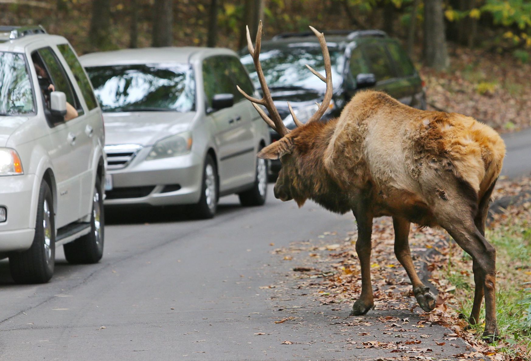 People are Ignoring the Signs at Lone Elk Park